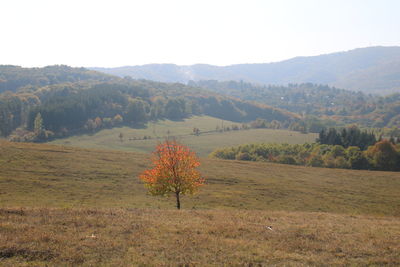 Scenic view of field against sky