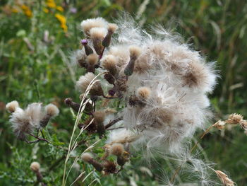 Close-up of white flowering plant on field