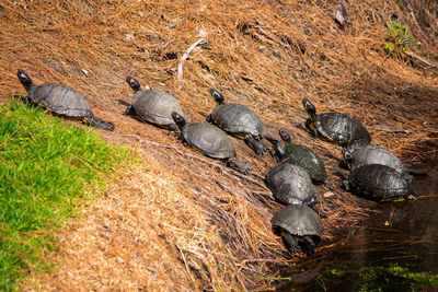 Lizard on sand at beach