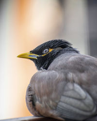 Close-up of a bird