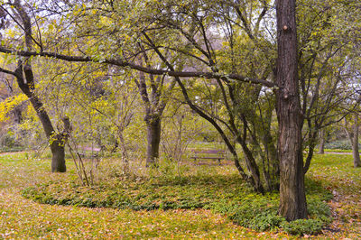 Trees on grassy field