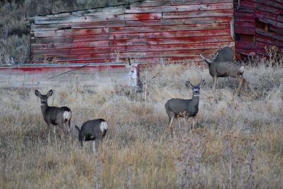 Wild mule deer red wooden barn grazing bucks and doe utah, united states.