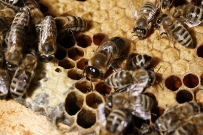 Close-up of bee