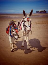 Horse cart on beach against sky