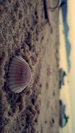 Close-up of crab on sand