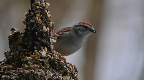 Close-up of bird perching on feeder