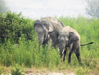 Elephant in a forest