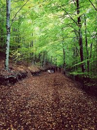 Trees in forest