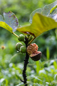 Close-up of berries growing on tree