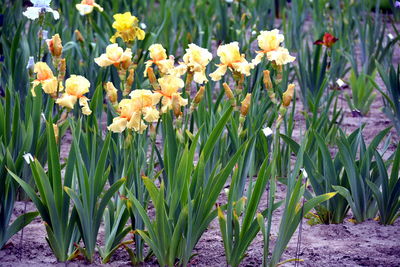 Close-up of flowers blooming in field