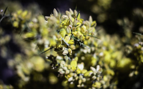 Close-up of insect on plant