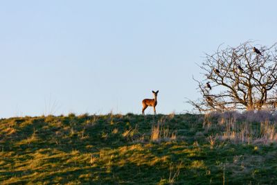 Deer standing on field against clear sky