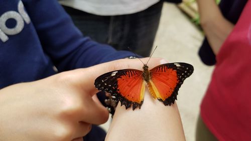 Midsection of woman holding butterfly