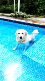 Portrait of dog in swimming pool