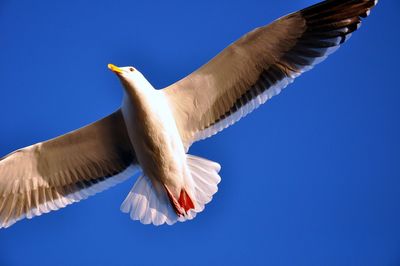 Low angle view of seagull flying