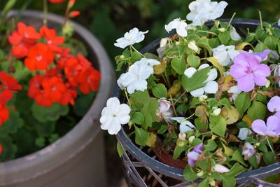 High angle view of potted plants blooming outdoors