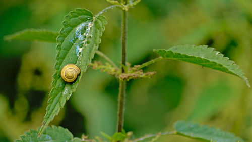 Close-up of small plant