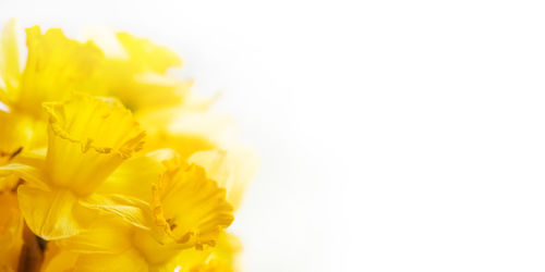 Close-up of yellow flower against white background