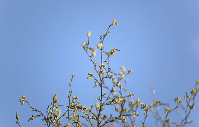 Low angle view of flowers against clear blue sky