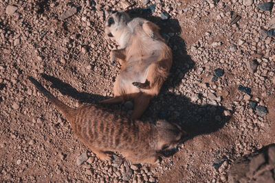 High angle view of horses on land