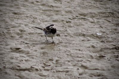 Seagull perching on a beach