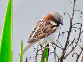 Close-up of bird perching on branch