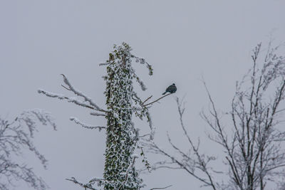 Low angle view of bird perching on tree against clear sky