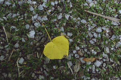 High angle view of yellow leaf on plant