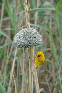 Close-up of bird perching on tree