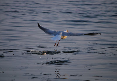 Bird flying over water