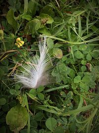 Close-up of feather on plant