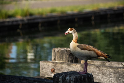 Bird perching on wooden post