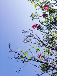Low angle view of flowering plant against clear blue sky