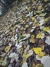 High angle view of maple leaves on road