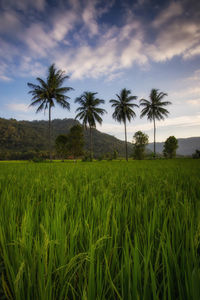 Scenic view of palm trees on field against sky