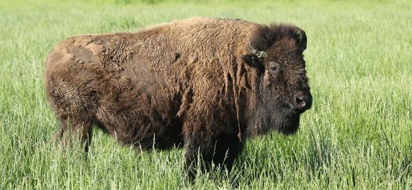 Animals on grassy field