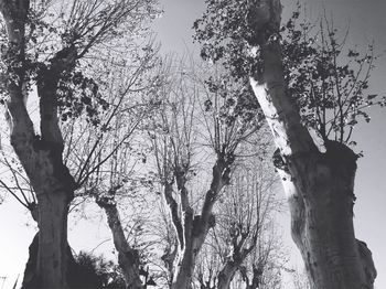 Low angle view of bare tree against sky