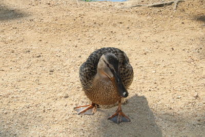 High angle view of bird on land