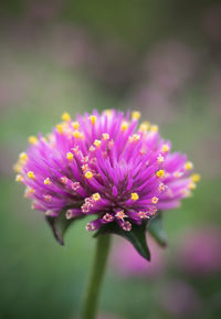 Close-up of pink flowers