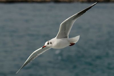 Seagull flying over white background