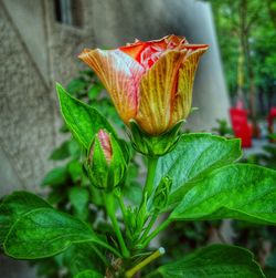 Close-up of red rose flower