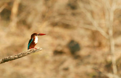 Close-up of bird perching on branch