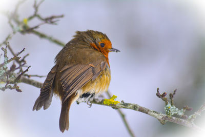 Close-up of a bird perching on branch