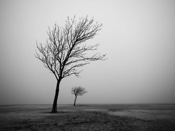 Bare tree on field against sky