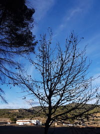 Low angle view of bare tree against blue sky
