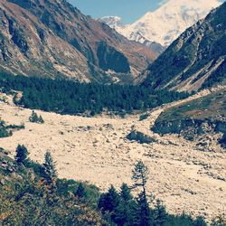 High angle view of pine trees in valley