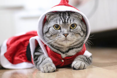 Close-up portrait of a cat