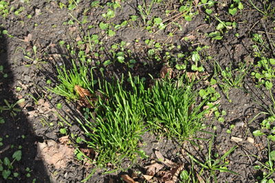 High angle view of plants