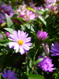 Close-up of pink flowering plants