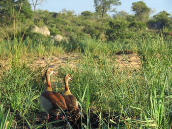 Duck on field by plants against sky